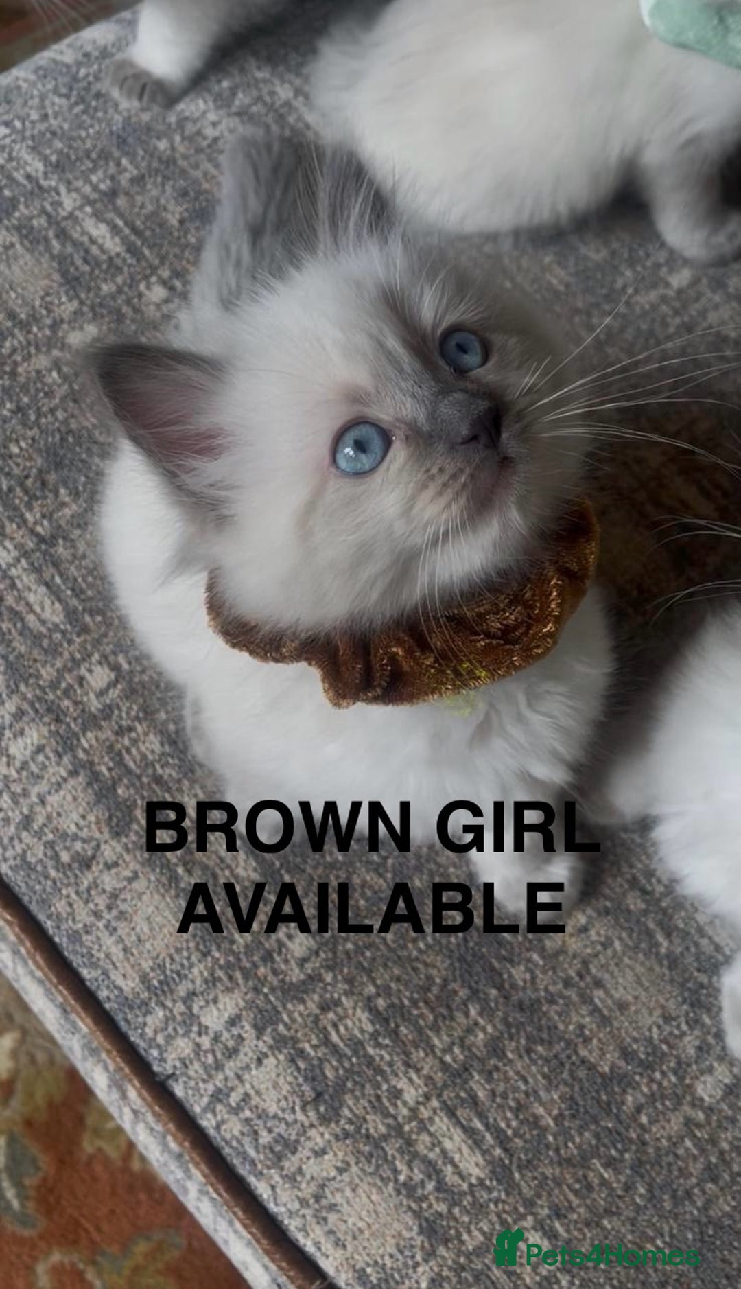 Ragdoll cats for sale: 3 Left! Gorgous blue point girls available🐾 - Image 6