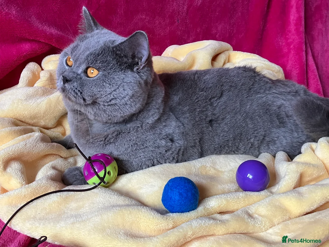 British Shorthair cats for stud: BSH STUD🏆ChampionBloodline 5GEN-Pedigree GCCF🌟💎 in Solihull - Advert 6