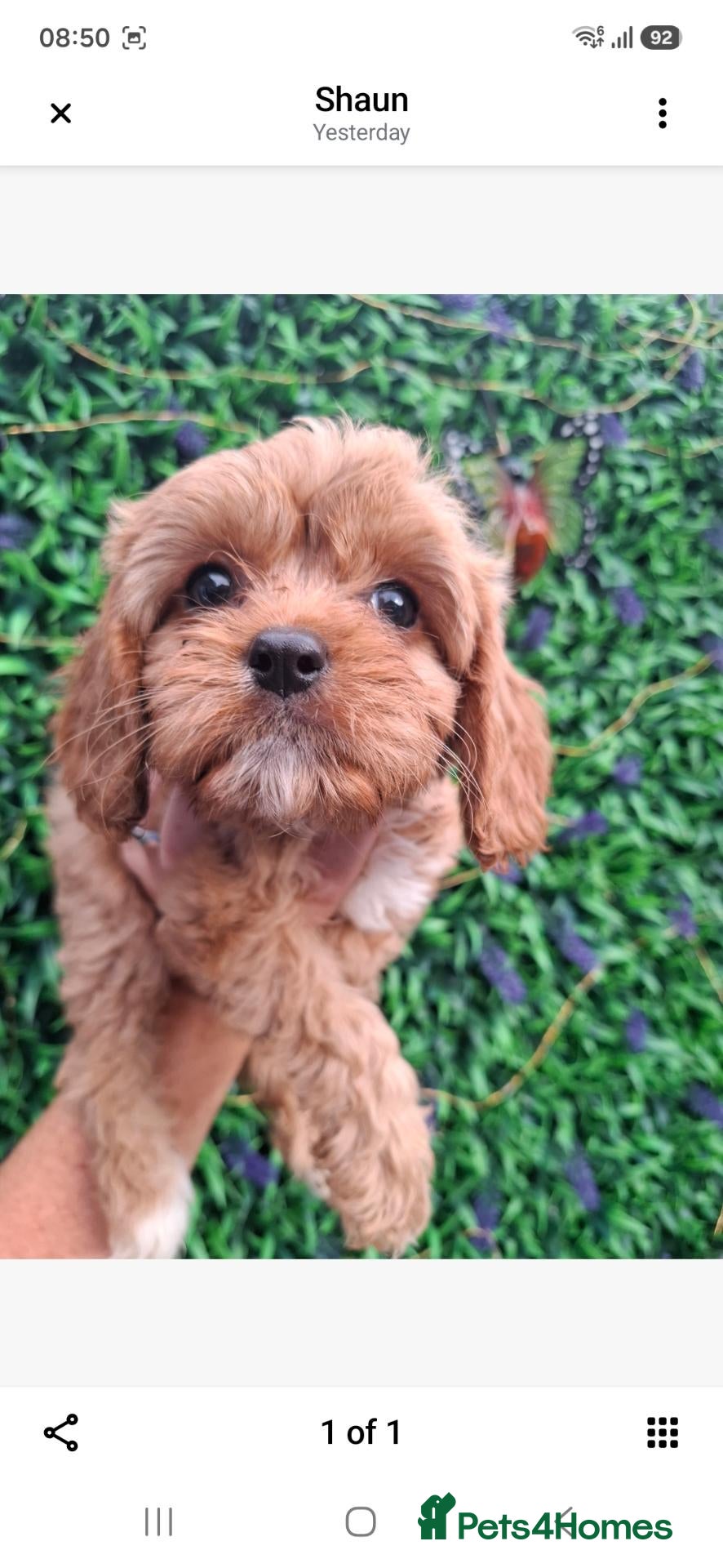 Cavapoo dogs Cavapoo flb 3 boys reduced £1000 - Advert 16