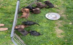 Mixed Breed dogs for sale: VISZLAMANS (viszla x Doberman) - Image 3