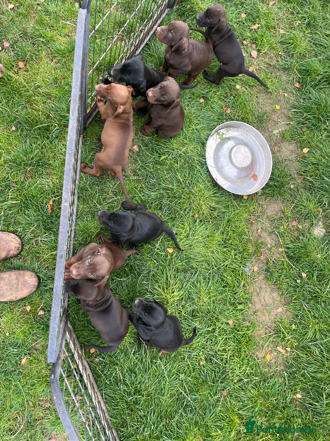 Mixed Breed dogs for sale: VISZLAMANS (viszla x Doberman) - Image 3