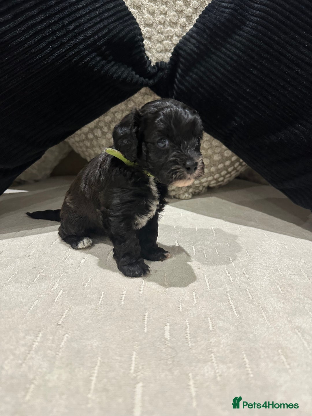Cavapoo dogs for sale: F1 cavapoo puppies heath tested  - Advert 8