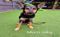 Mixed Breed dogs for sale: Ready to leave 3/8/25  in Great Yarmouth - Image 5