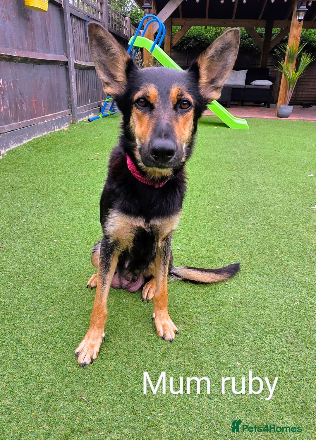 Mixed Breed dogs for sale: Ready to leave 3/8/25  in Great Yarmouth - Image 5