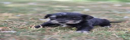 Mixed Breed dogs for sale: Dakota Sport Retriever (Special Colours) - Advert 12