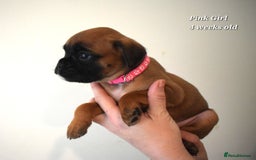 Boxer dogs for sale: 9 Beautiful Boxer Pups - Available from 22/12/2025 - Advert 9