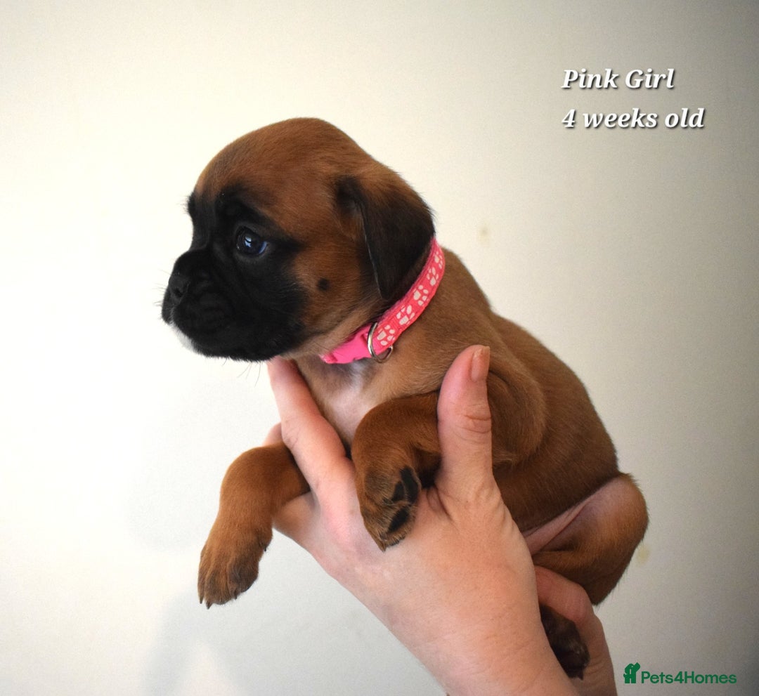 Boxer dogs for sale: 9 Beautiful Boxer Pups - Available from 22/12/2025 - Advert 9