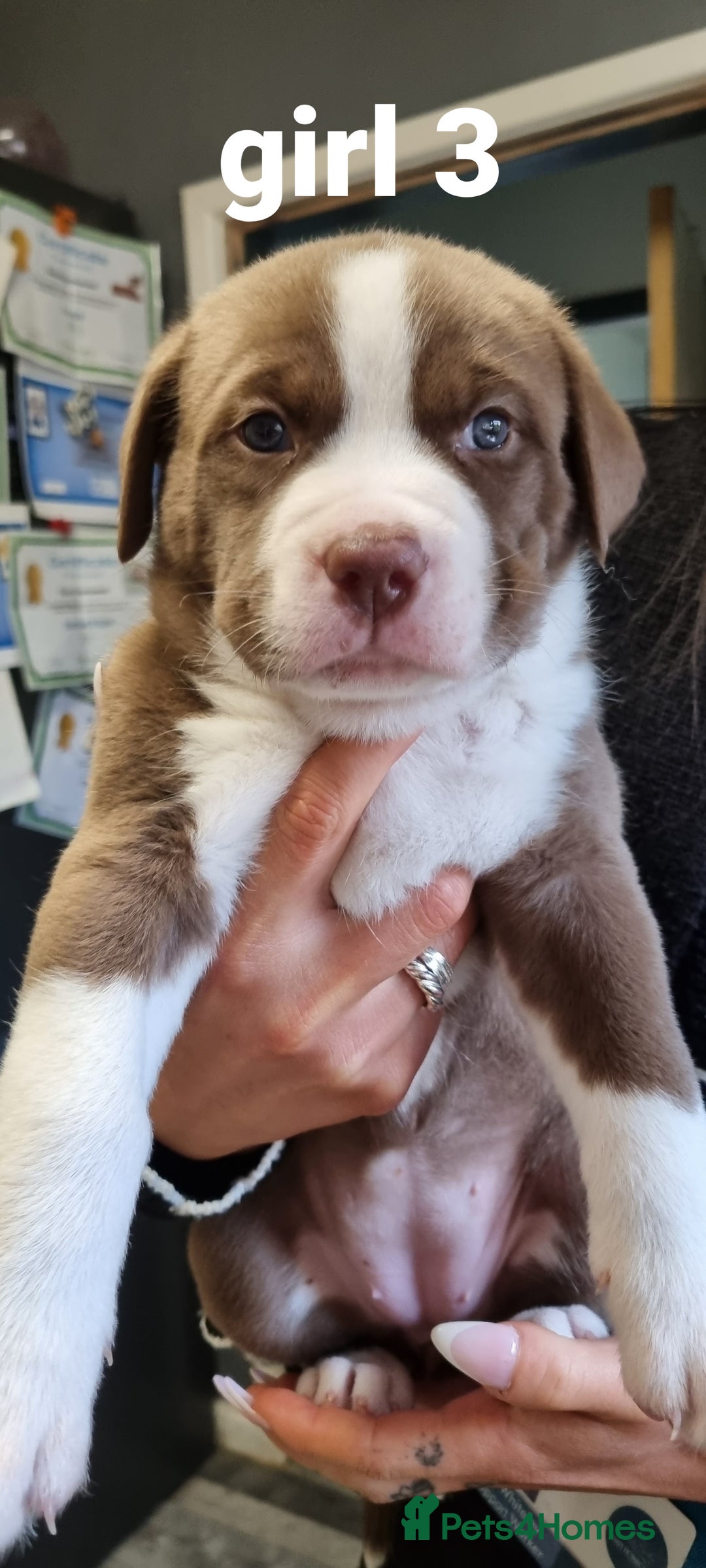 Mixed Breed dogs for sale: Husky cross staffy pups - Image 5