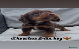 Cocker Spaniel dogs for sale: Cocker spaniel puppies for sale - Image 9