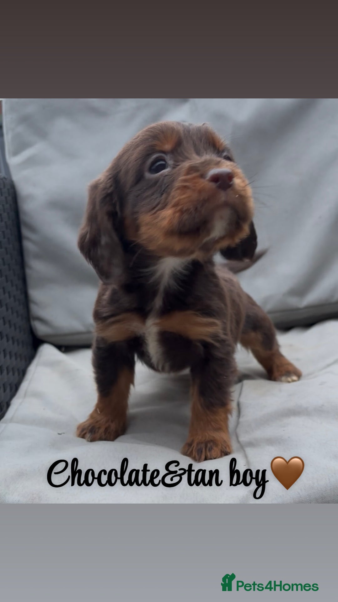 Cocker Spaniel dogs for sale: Cocker spaniel puppies for sale - Image 9