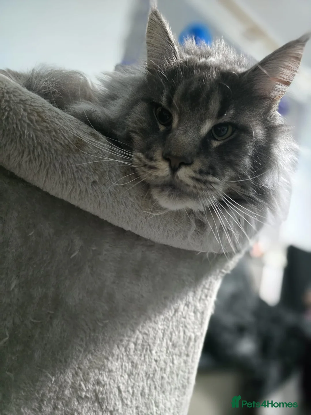 Maine Coon cats for sale: Male Maine Coon  - Advert 2