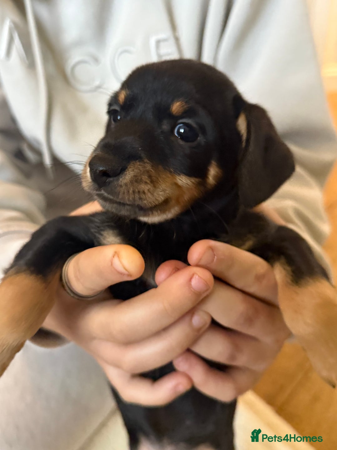 Mixed Breed dogs for sale: Beautiful miniature dash X Maltese  - Image 8