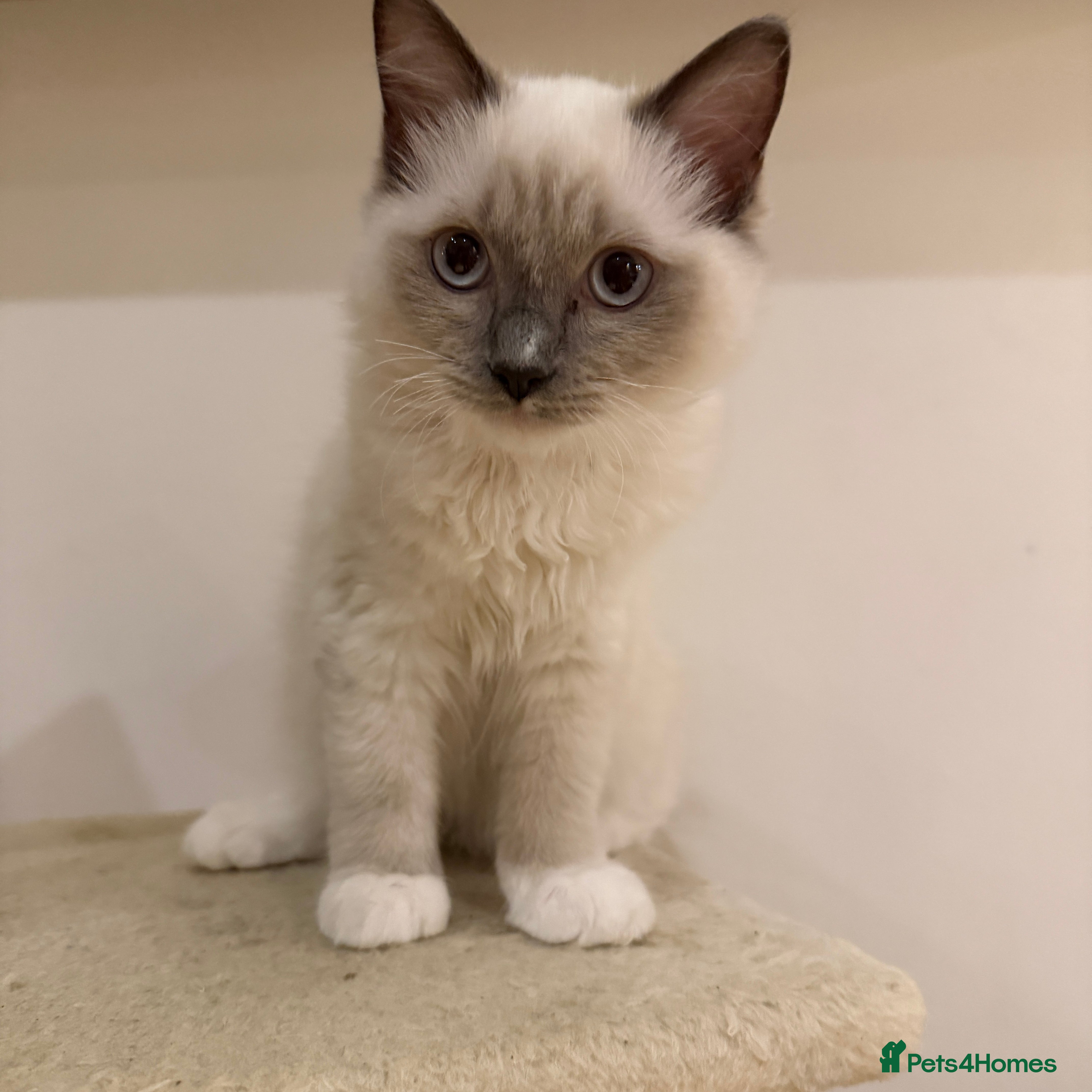 Ragdoll cats Ragdoll kittens  - Advert 1