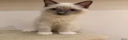 Ragdoll cats for sale: Ragdoll kittens  - Advert 1
