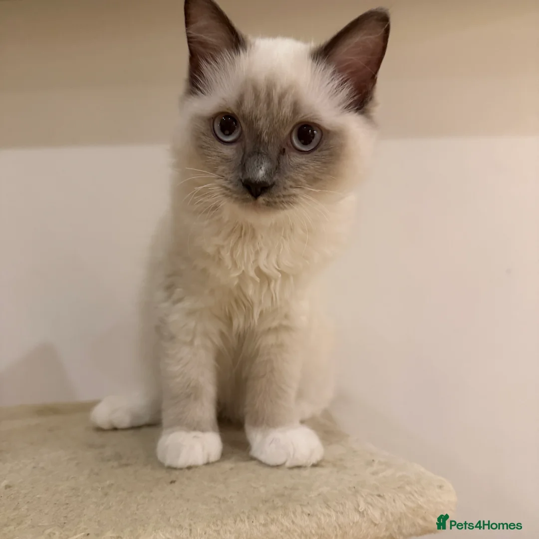 Ragdoll cats for sale: Ragdoll kittens  - Advert 1