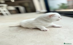 British Shorthair cats for sale: PEDIGREE BRITISH SHORTHAIR KITTENS COLOURPOINT - Image 4