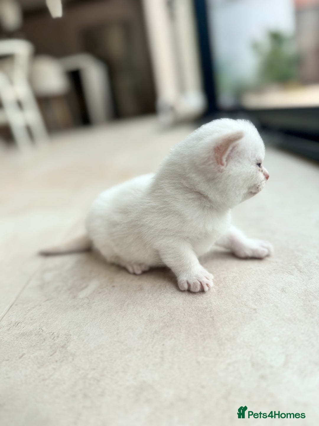 British Shorthair cats for sale: PEDIGREE BRITISH SHORTHAIR KITTENS COLOURPOINT - Image 4