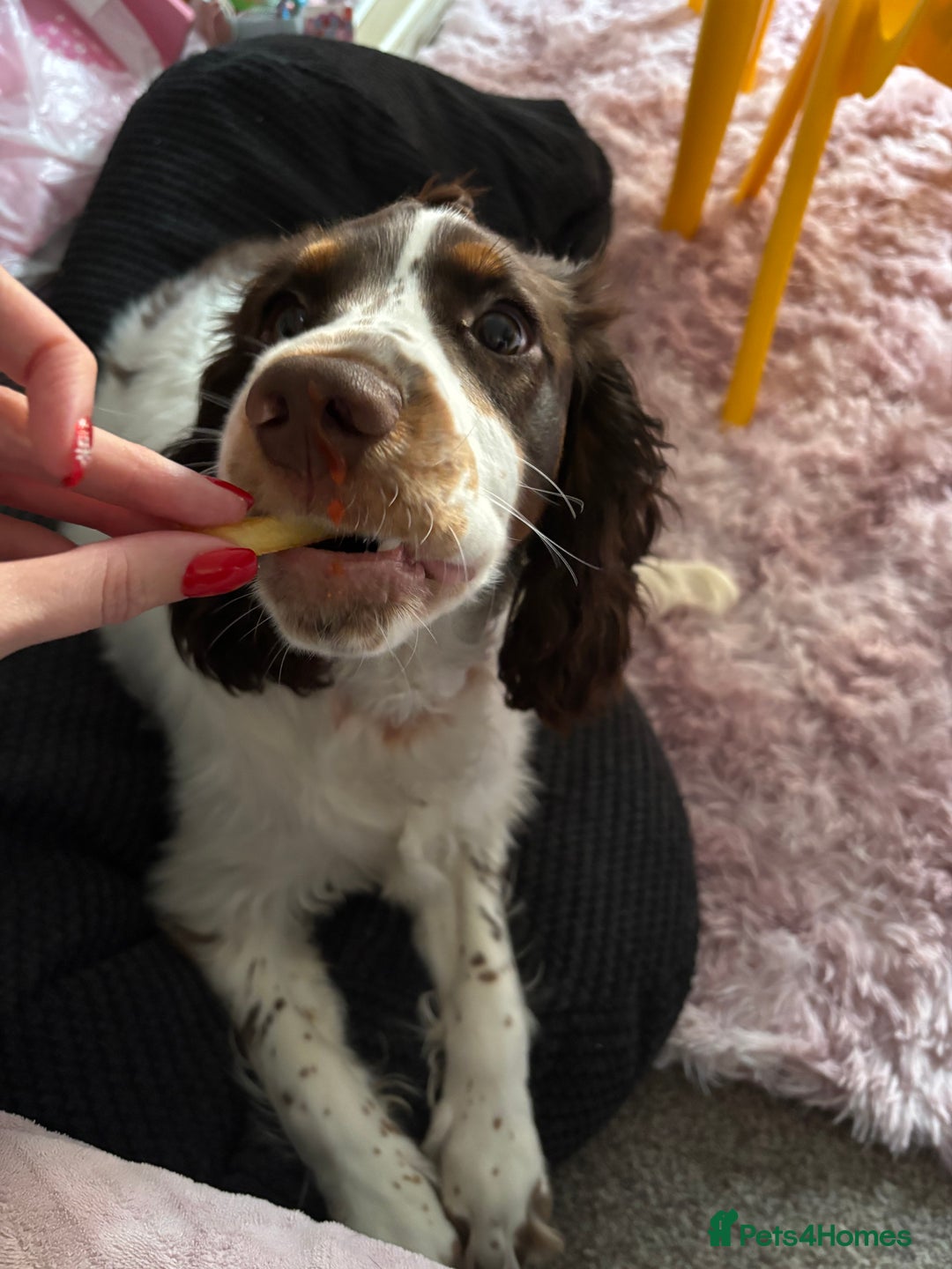 Cocker Spaniel dogs for sale: Milo  - Advert 4