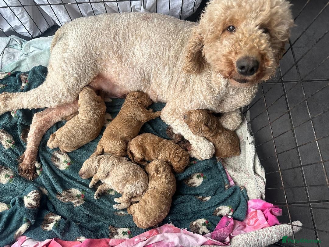 Goldendoodle dogs F1B MINI/MEDIUM GOLDENDOODLES - Advert 1