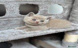 British Shorthair cats for sale: GCCF Registered British Shorthair kittens  - Image 7