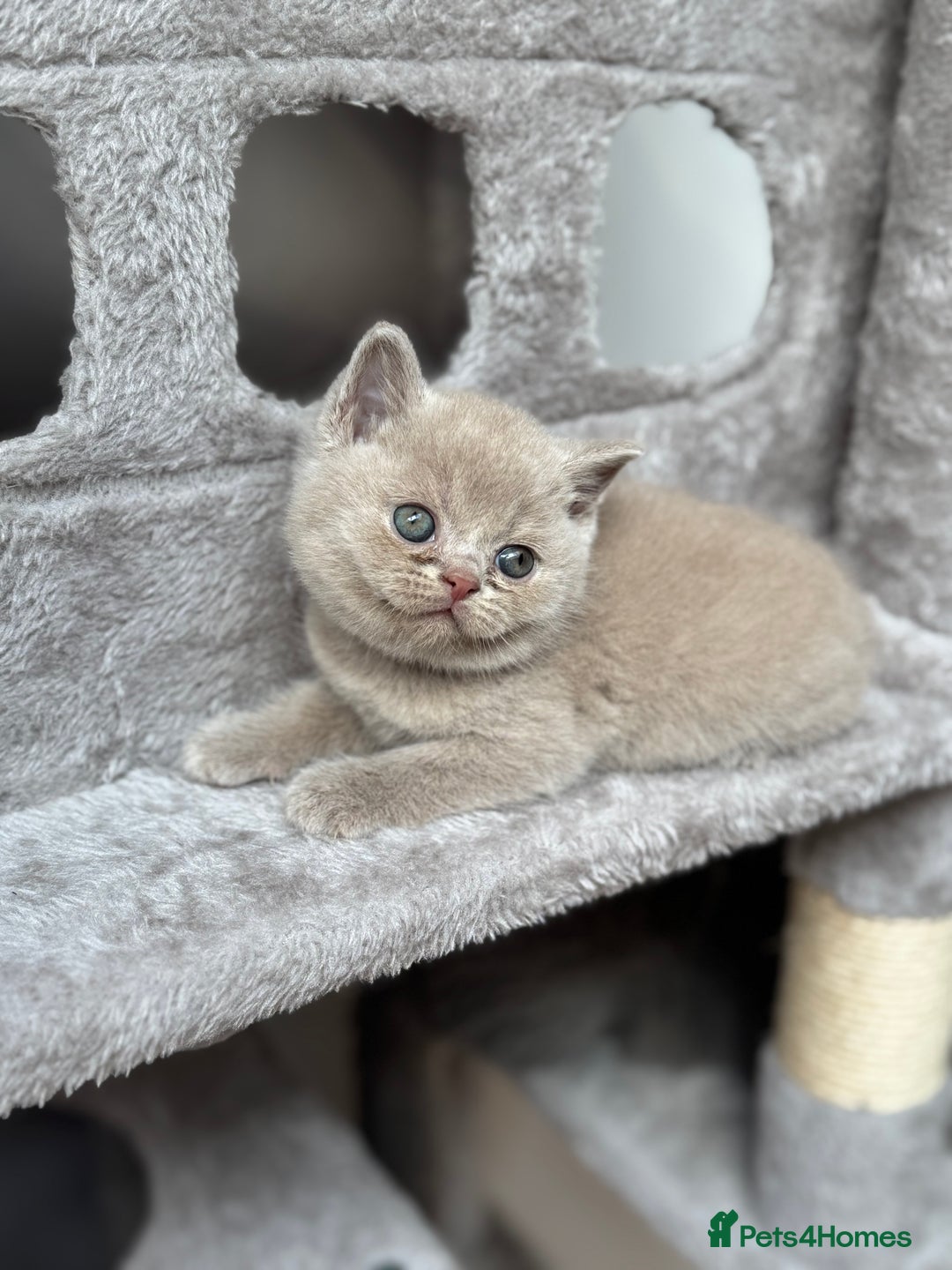 British Shorthair cats for sale: GCCF Registered British Shorthair kittens  - Image 7