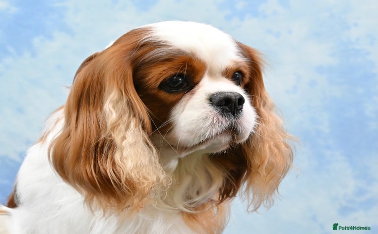 Cavalier King Charles Spaniel dogs in Chesterfield - Advert 17
