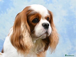 Cavalier King Charles Spaniel dogs in Chesterfield - Advert 36