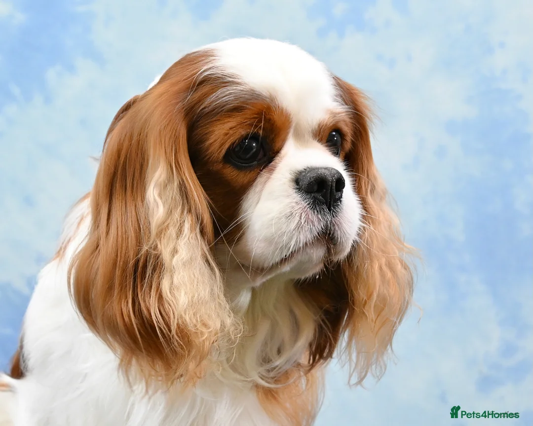 Cavalier King Charles Spaniel dogs for stud: Health Tested Stud Dog in Chesterfield - Advert 1