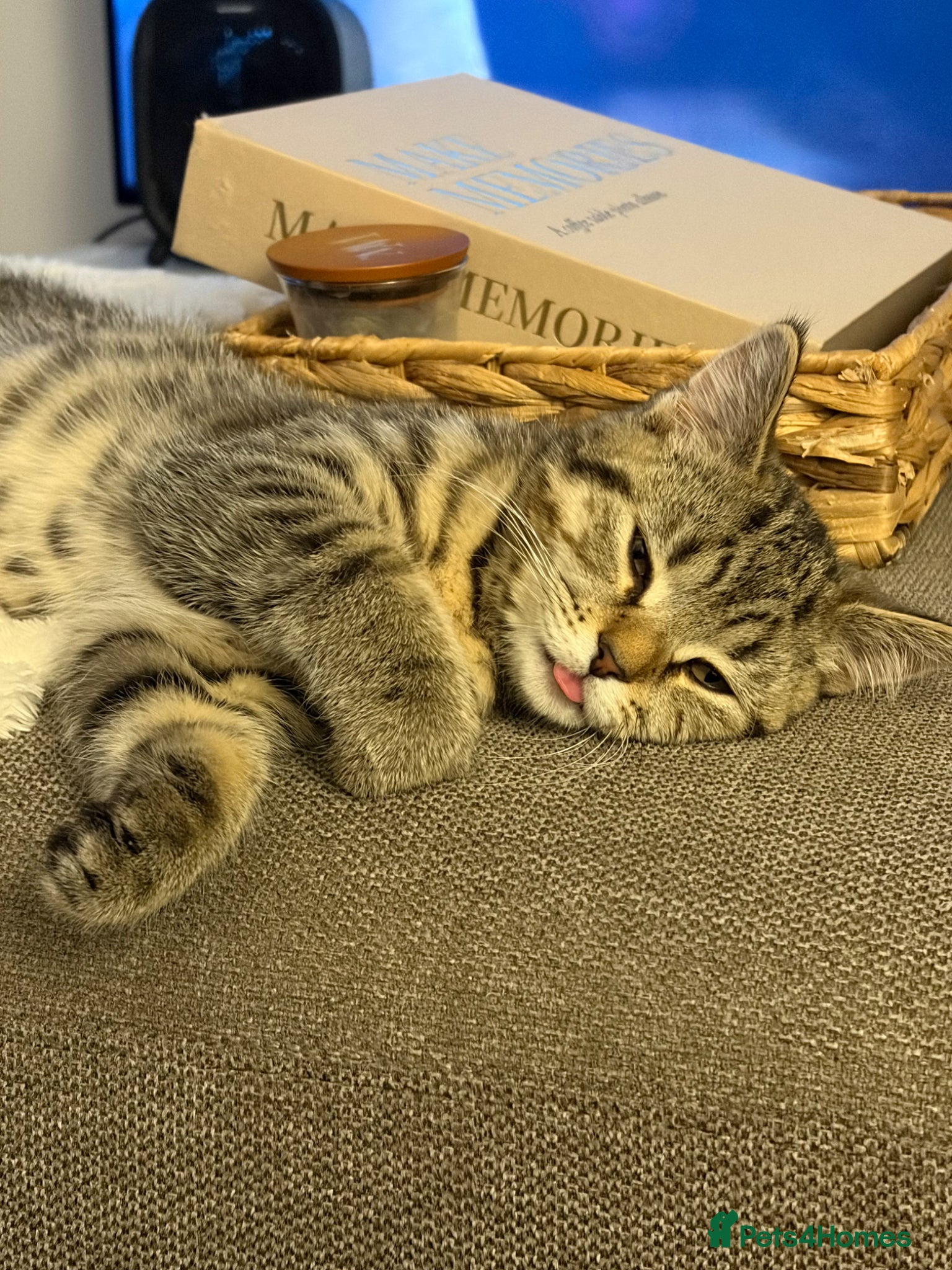 Mixed Breed cats Say Hi to Chai  - Advert 1
