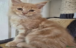 Maine Coon cats for sale: Beautiful Maine coon kittens  - Image 22