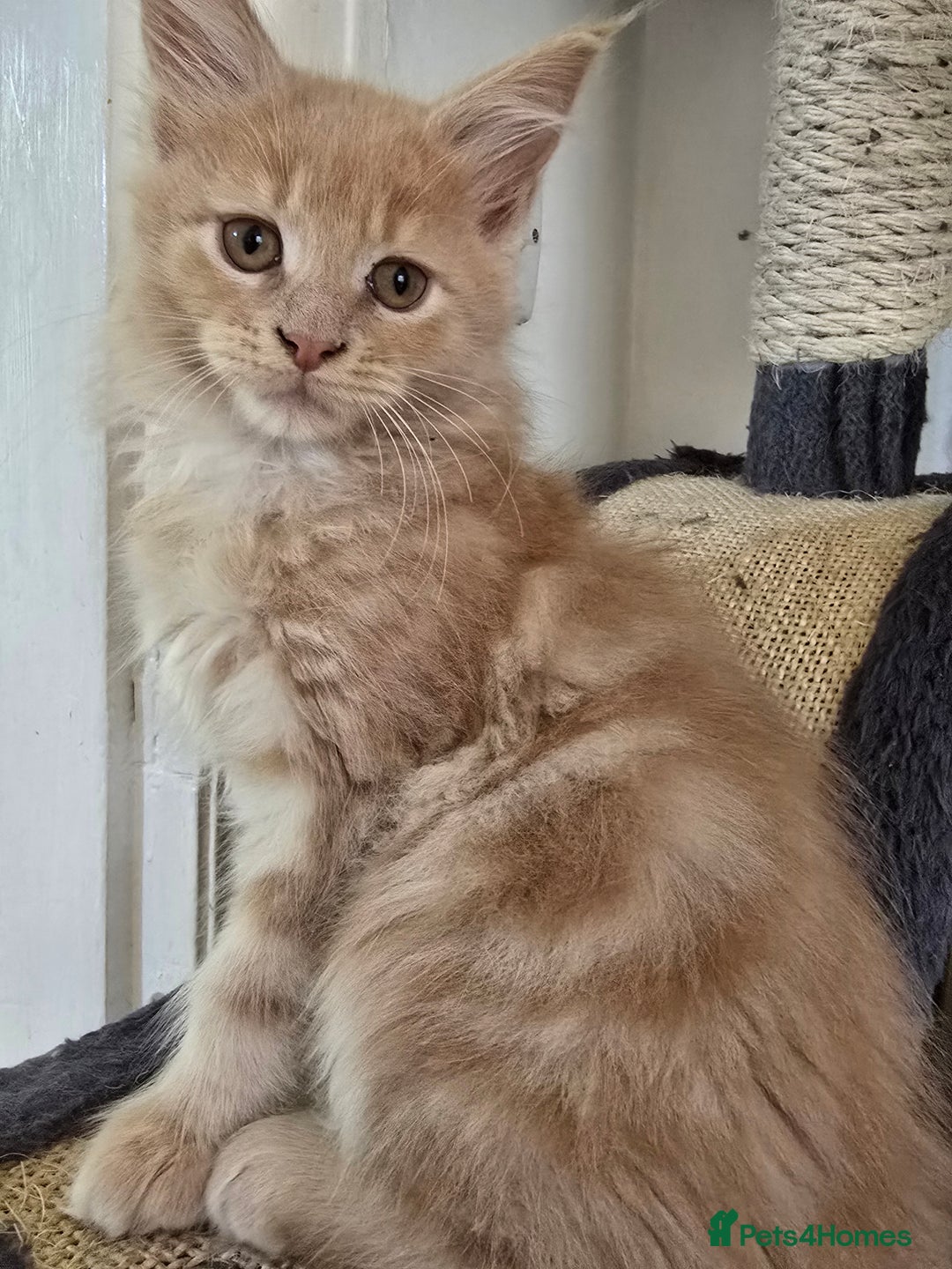 Maine Coon cats for sale: Beautiful Maine coon kittens  - Image 22