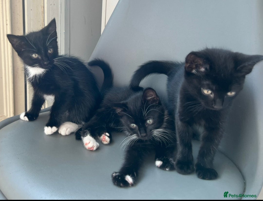 British Longhair cats for sale: Mixed breed kittens long hair Ready now! in Sevenoaks - Image 1