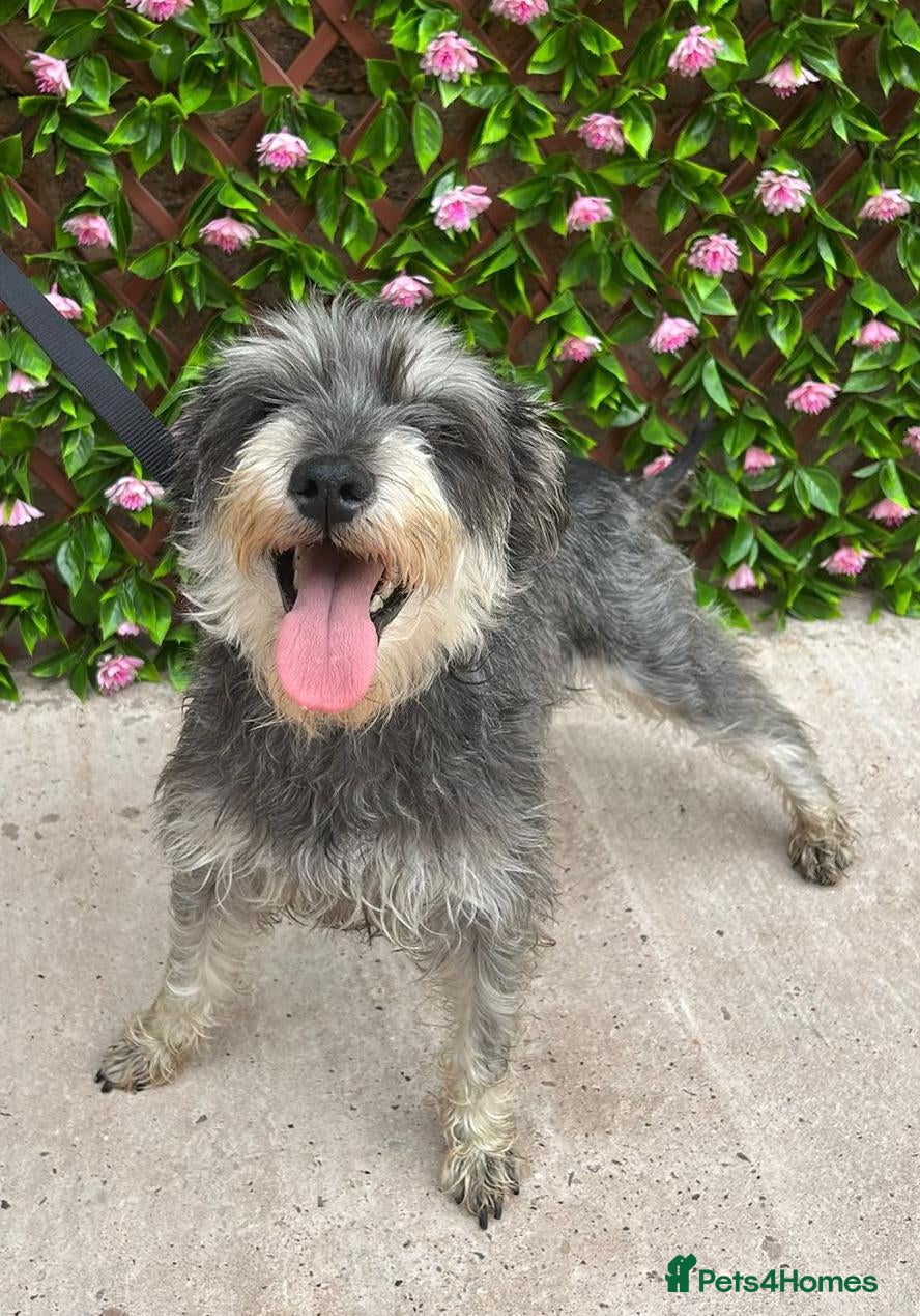 Miniature Schnauzer dogs Mini/Large SCHNAUZER FEMALE REHOME - Advert 2