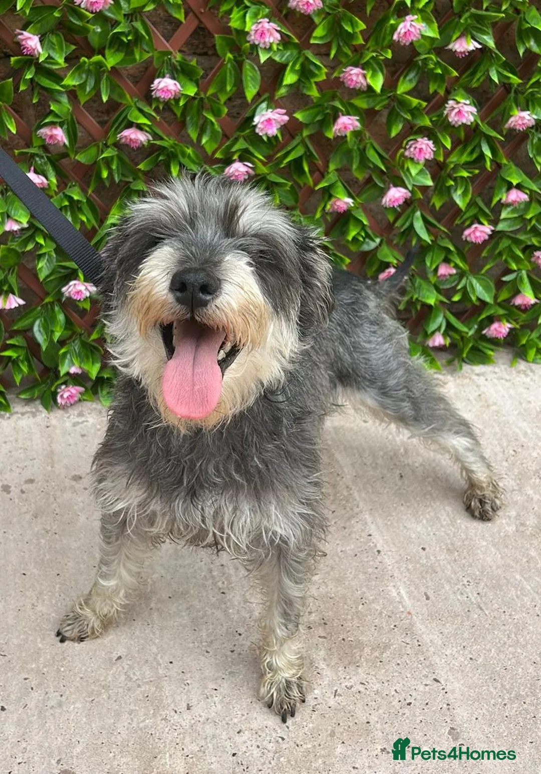 Miniature Schnauzer dogs for sale: Mini/Large SCHNAUZER FEMALE REHOME - Advert 2
