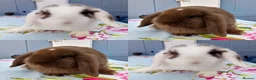 Mini Lop rabbits for sale: Coco and Lola twin bunnies in Ashby-de-la-Zouch - Advert 7
