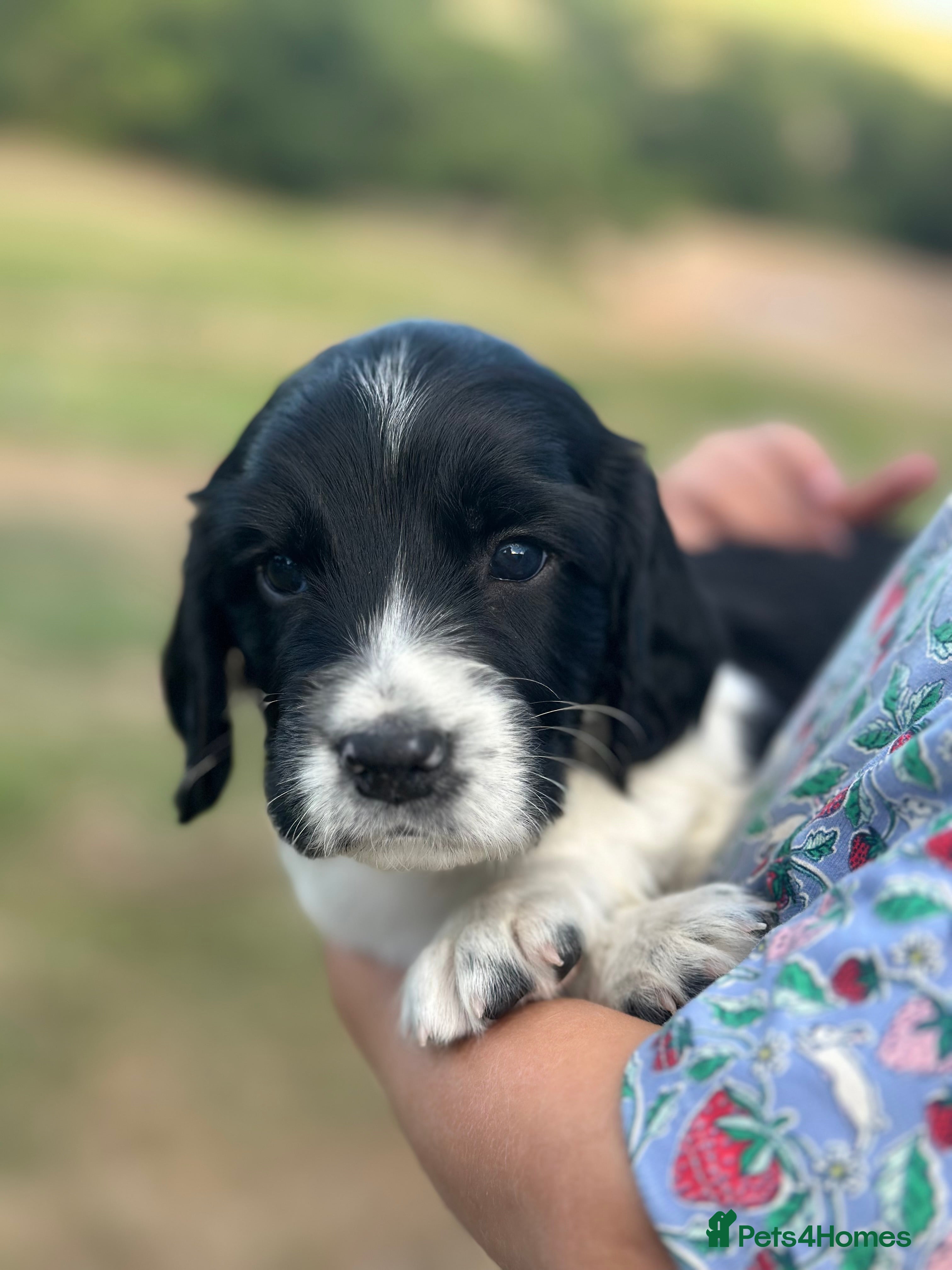 English Springer Spaniel dogs KC registered family friendly Springer Spaniels - Advert 2