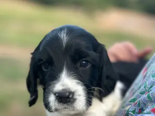 English Springer Spaniel dogs KC registered family friendly Springer Spaniels - Advert 2