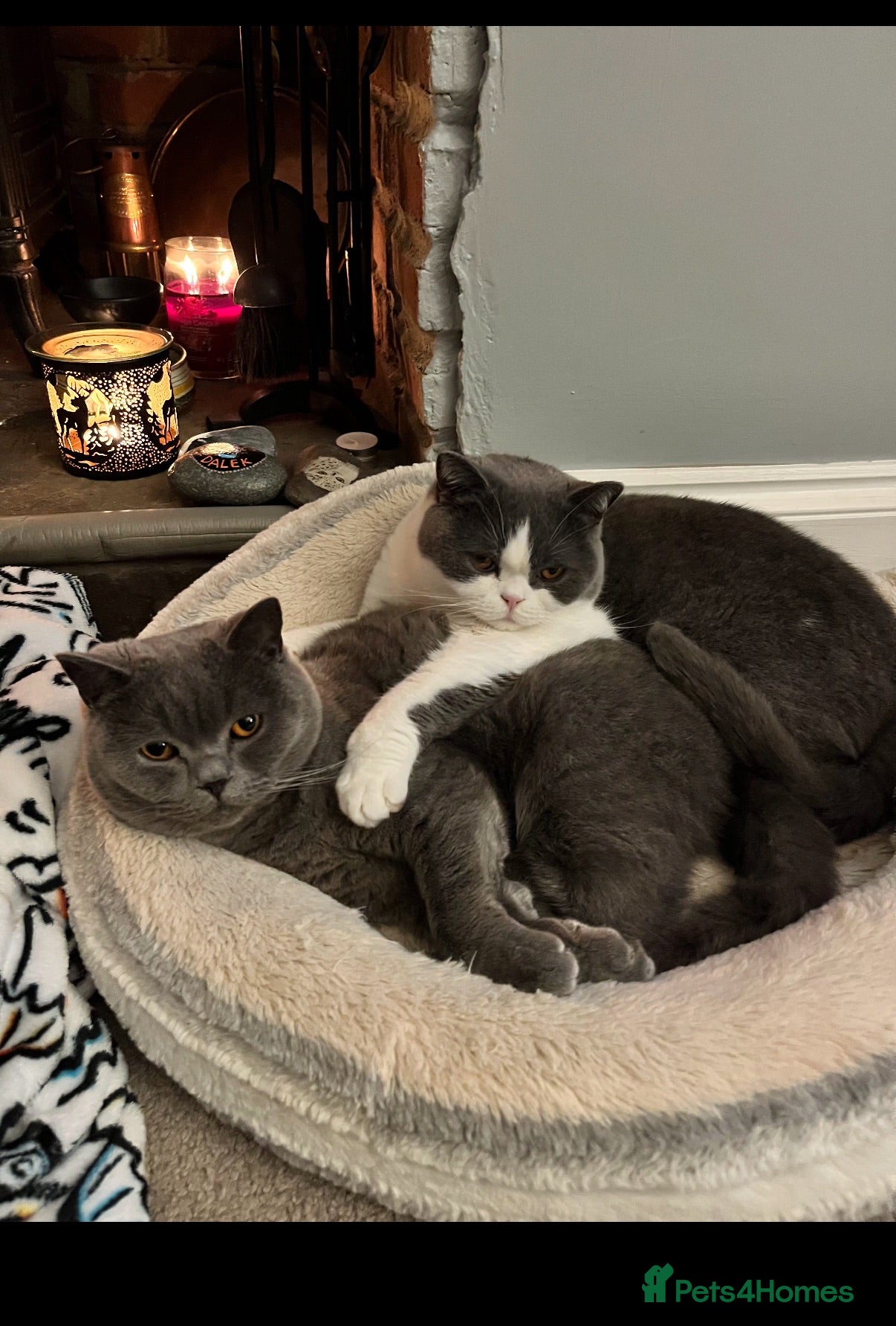 British Shorthair cats Stunning neutered blue boy  - Advert 3
