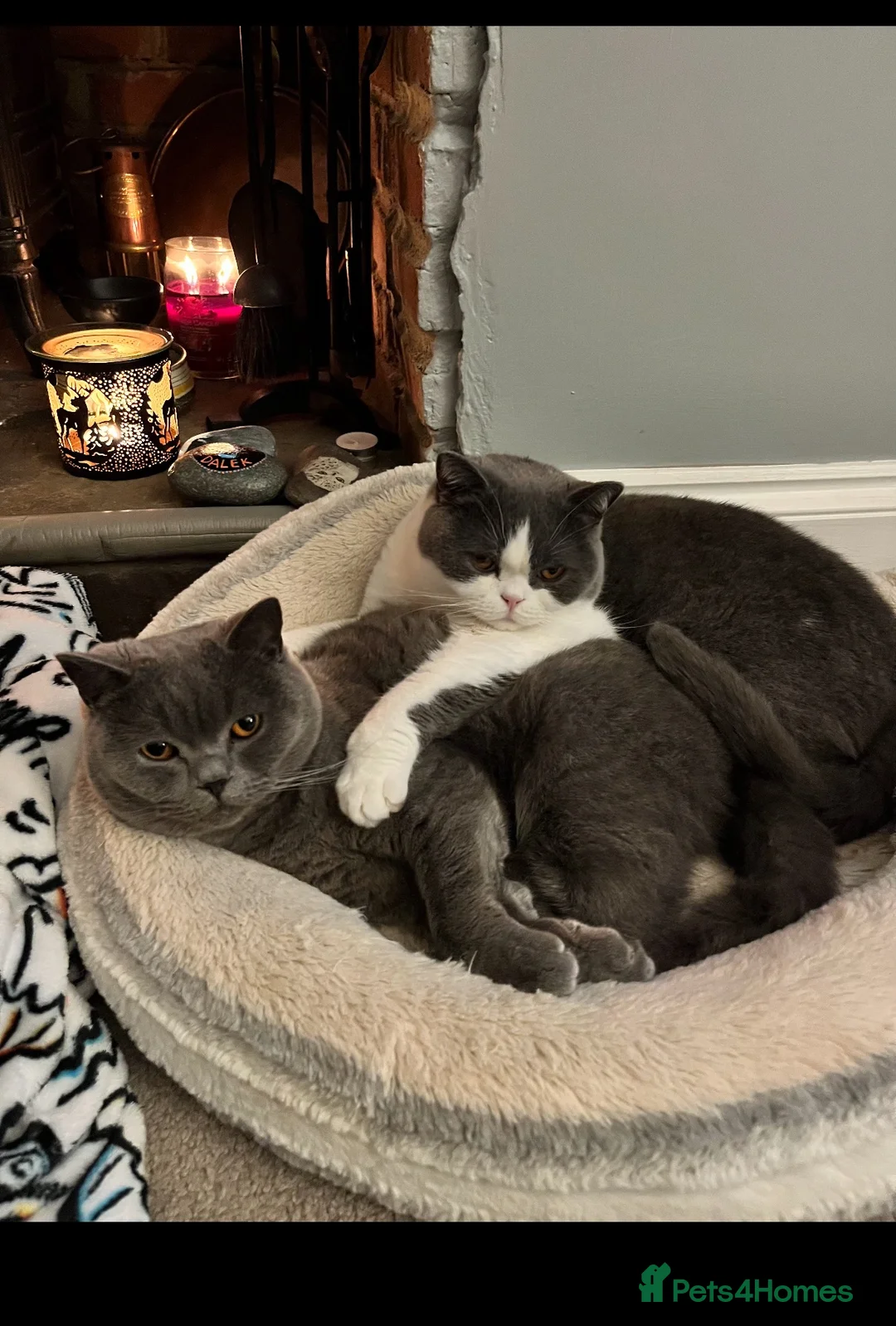 British Shorthair cats for sale: Stunning neutered blue boy  - Advert 1