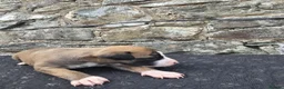 Whippet dogs for sale: Beautiful whippets  in Machynlleth - Advert 6