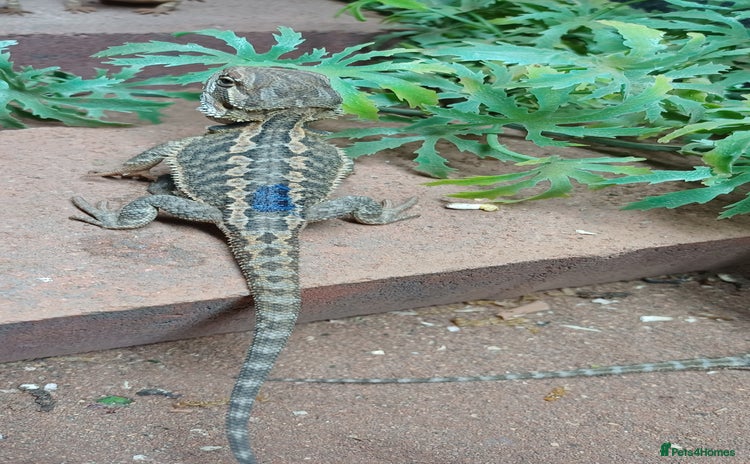 Bearded Dragon reptiles - Advert 1