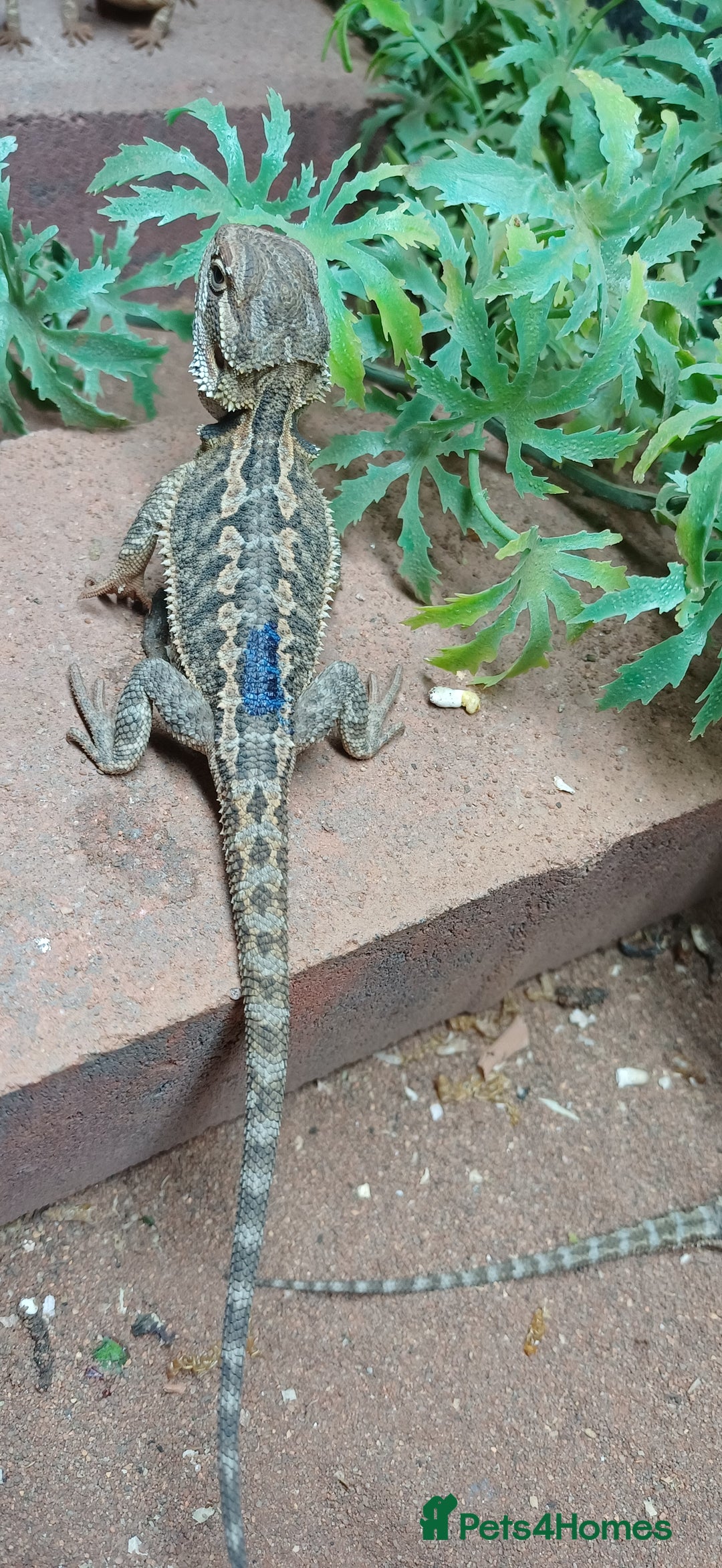 Bearded Dragon reptiles for sale: Baby bearded dragons  - Image 1