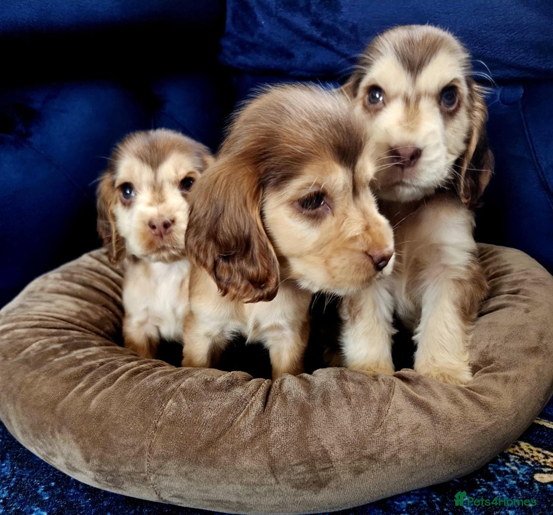 Cocker Spaniel dogs for sale: Show type cocker spaniel puppies  - Image 7