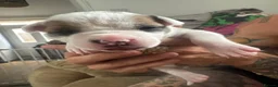 Mixed Breed dogs for sale: Mixed breed in Sheffield - Advert 13