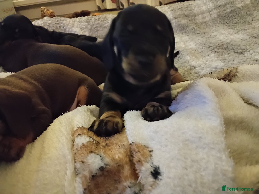 Miniature Dachshund dogs for sale: Miniature dachshund puppies - Advert 15