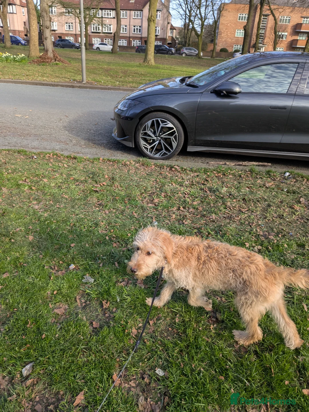 Labradoodle dogs for sale: Minture labradoodle  - Advert 3
