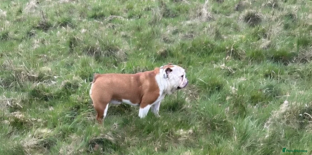 English Bulldog dogs for sale: 11month standard female bulldog.  - Advert 2