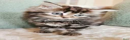 Maine Coon cats for sale: 🐾 Beautiful Maine Coon Kittens 🐾 - Advert 21