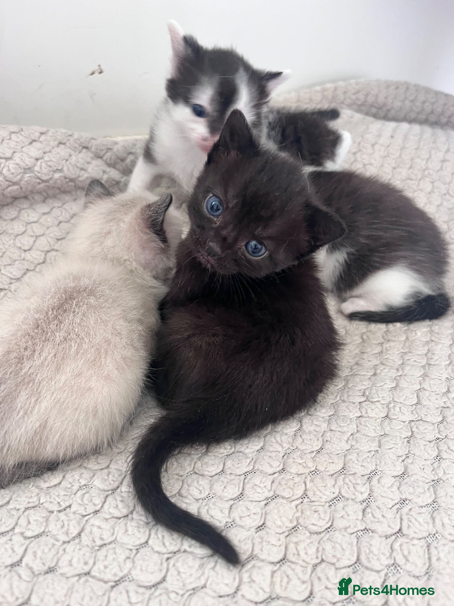 Mixed Breed cats Beautiful Black, and Black/White Kittens 🐱❤️😻 - Advert 12