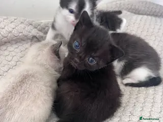 Mixed Breed cats Beautiful Black, and Black/White Kittens 🐱❤️😻 - Advert 12
